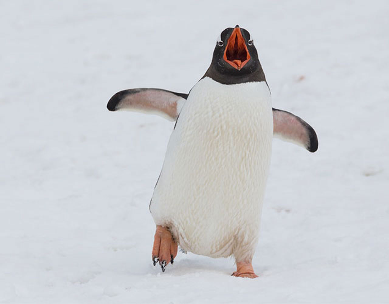 ペンギンイメージ